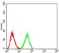 LRP1 Antibody